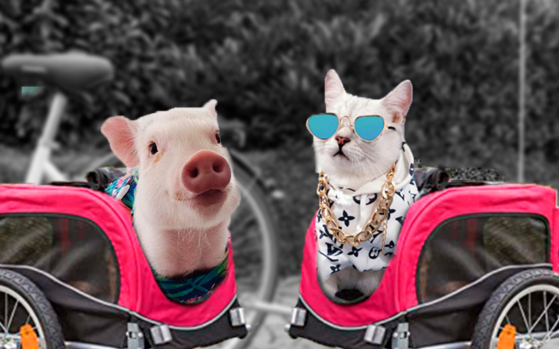 Remolques de bicicletas para mascotas 2023
