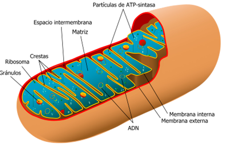 El ATP en la célula