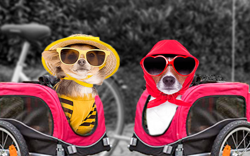 Mascotas en remolque para bicicleta 2023